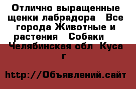 Отлично выращенные щенки лабрадора - Все города Животные и растения » Собаки   . Челябинская обл.,Куса г.